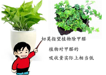 植物除甲醛 植物除甲醛