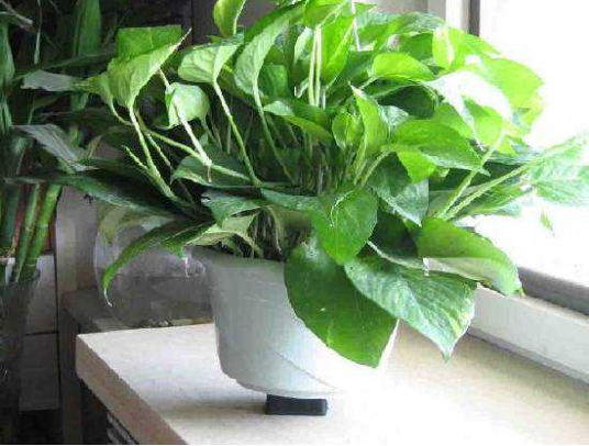 有关除甲醛方法误区你知道哪些？